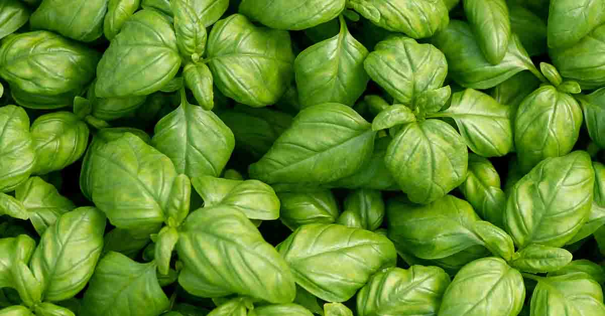 Busuioc: Aroma Sublima si Beneficiile Sale Uimitoare pentru Sanatate