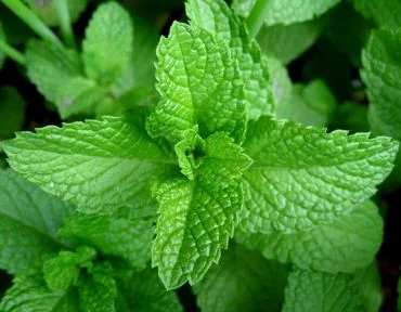 menta